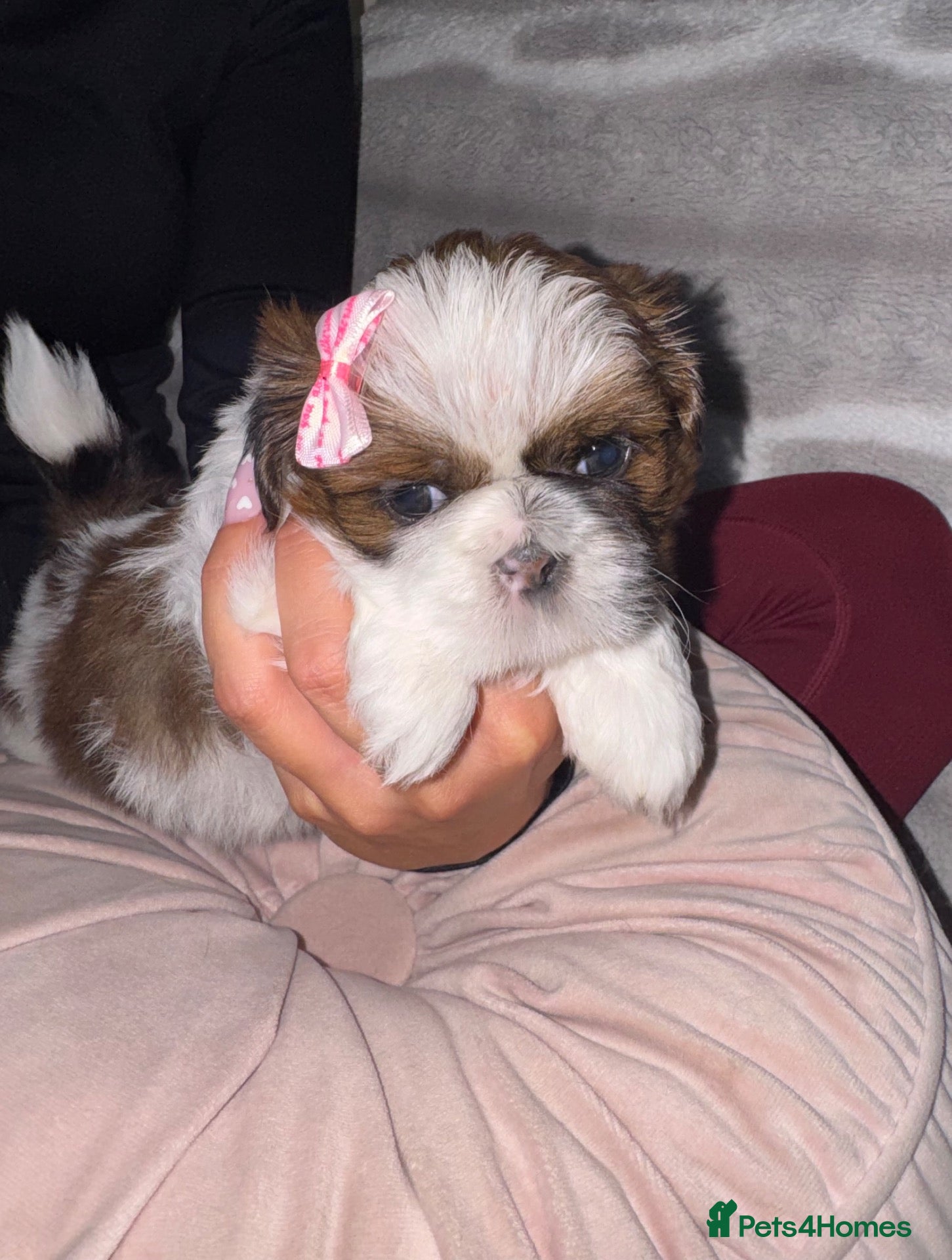 Shih Tzu dogs 💕 Tiny Paws Big Hearts Beautiful Shih Tzu Pups 💕 - Advert 2