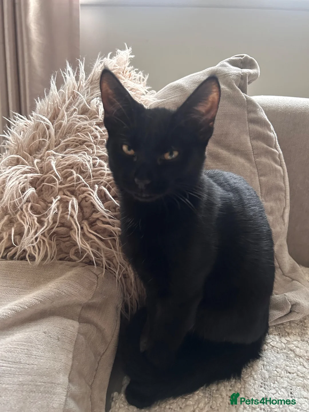 Domestic Shorthair cats for sale: Two beautiful black boys - Advert 8