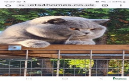 British Shorthair cats for sale: GORGEOUS British Shorthair Kittens - Image 2