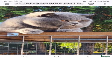 British Shorthair cats - Advert 2