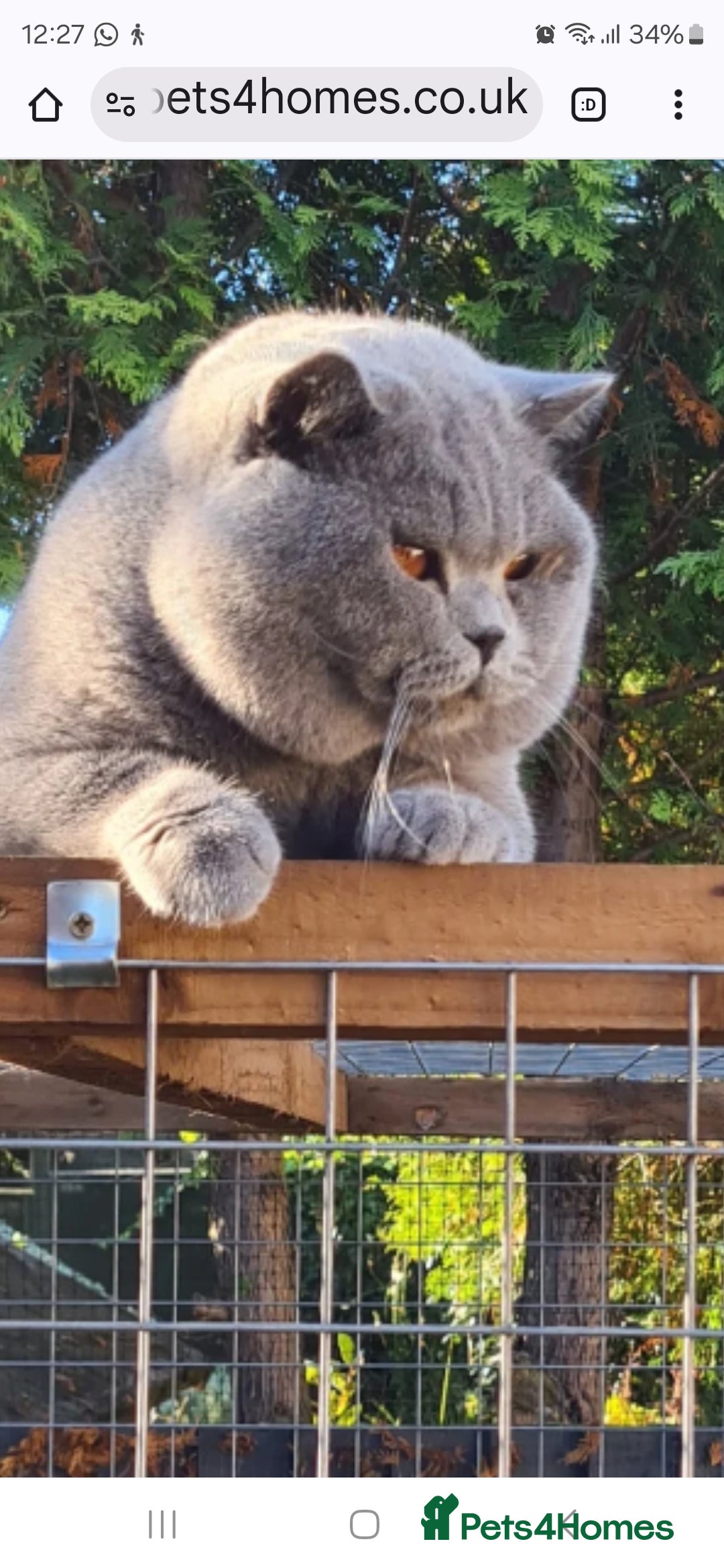 British Shorthair cats for sale: GORGEOUS British Shorthair Kittens - Image 2