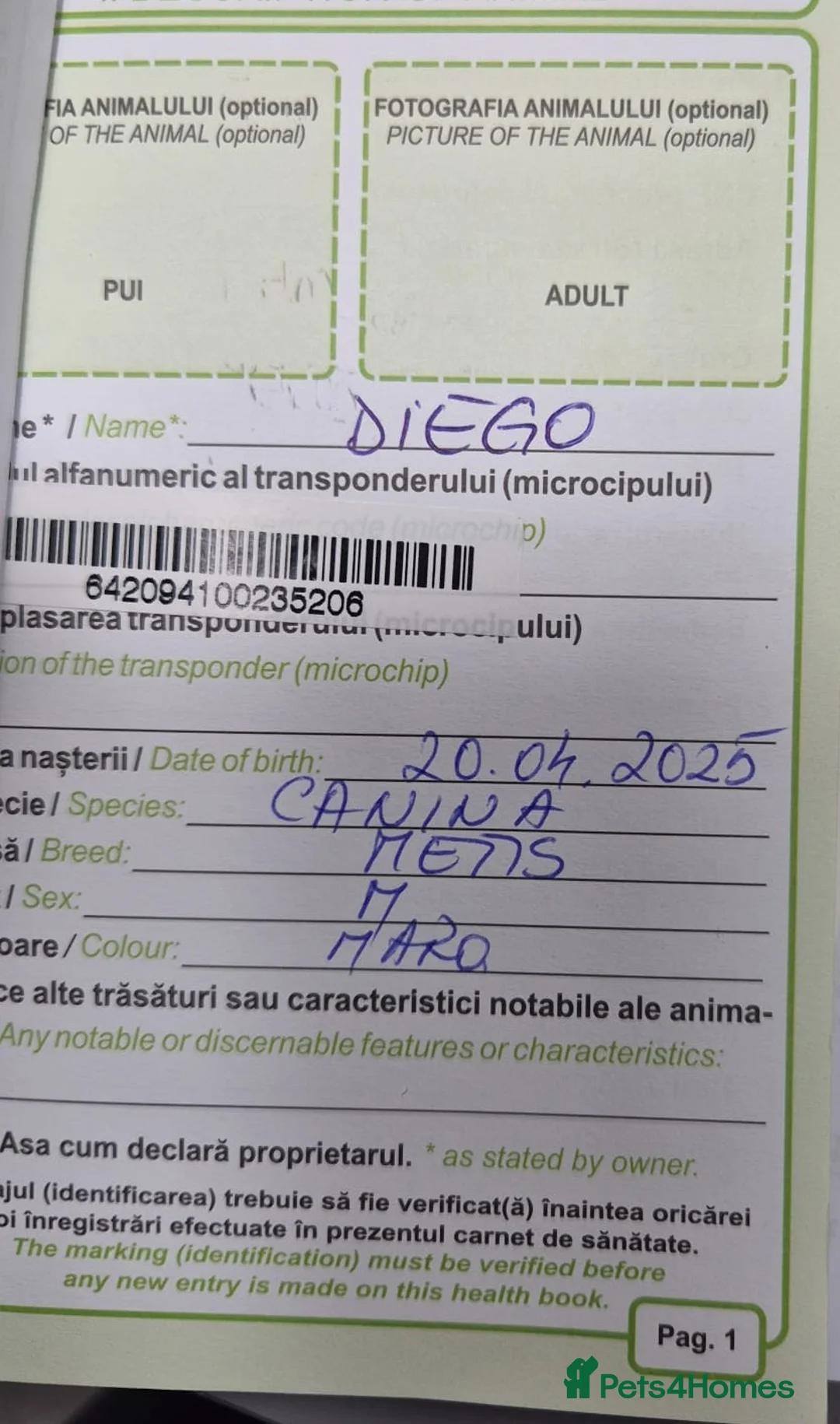 Mixed Breed dogs for adoption: 💛DIEGO💛 - a handsome puppy boy for a Loving Home - Advert 7