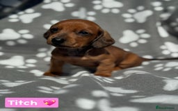Miniature Dachshund dogs for sale: Miniature dachshund  - Image 3