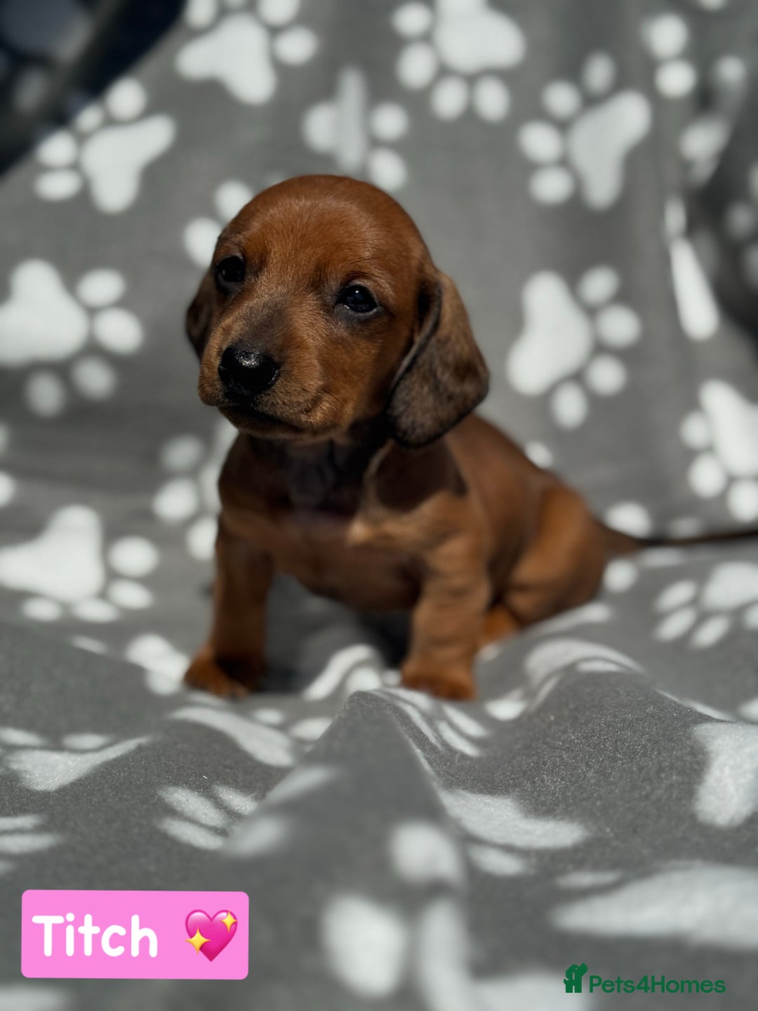 Miniature Dachshund dogs for sale: Miniature dachshund  - Image 3