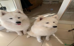 Samoyed dogs for sale: Samoyed puppies  - Image 19