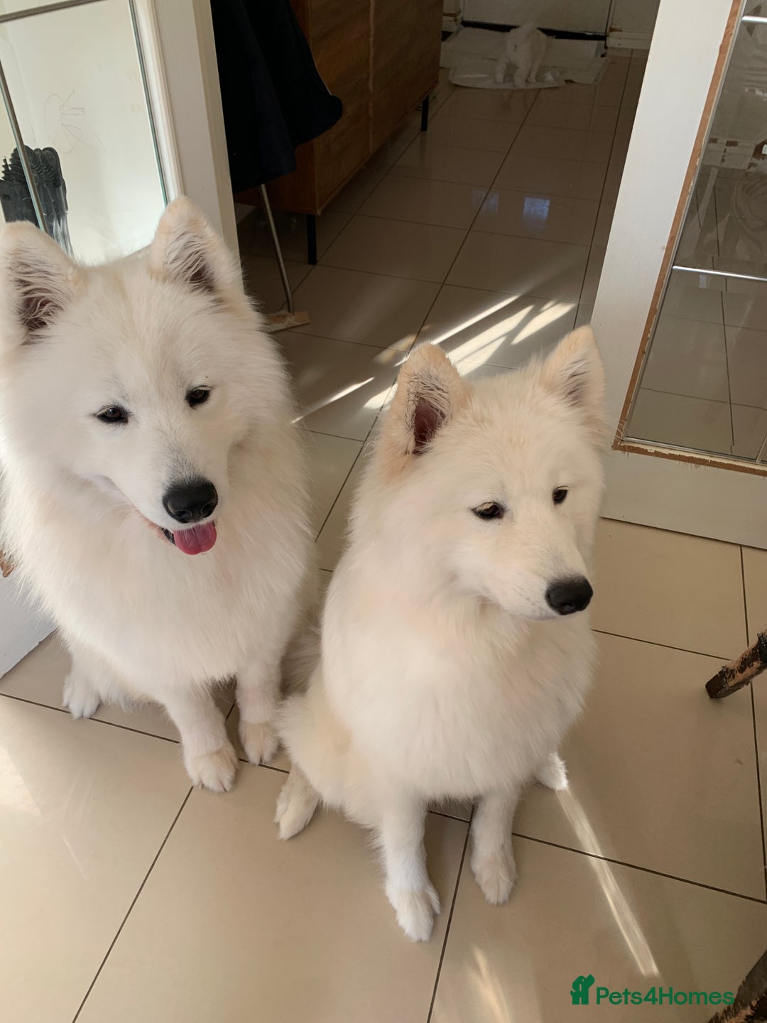 Samoyed dogs for sale: Samoyed puppies  - Image 19