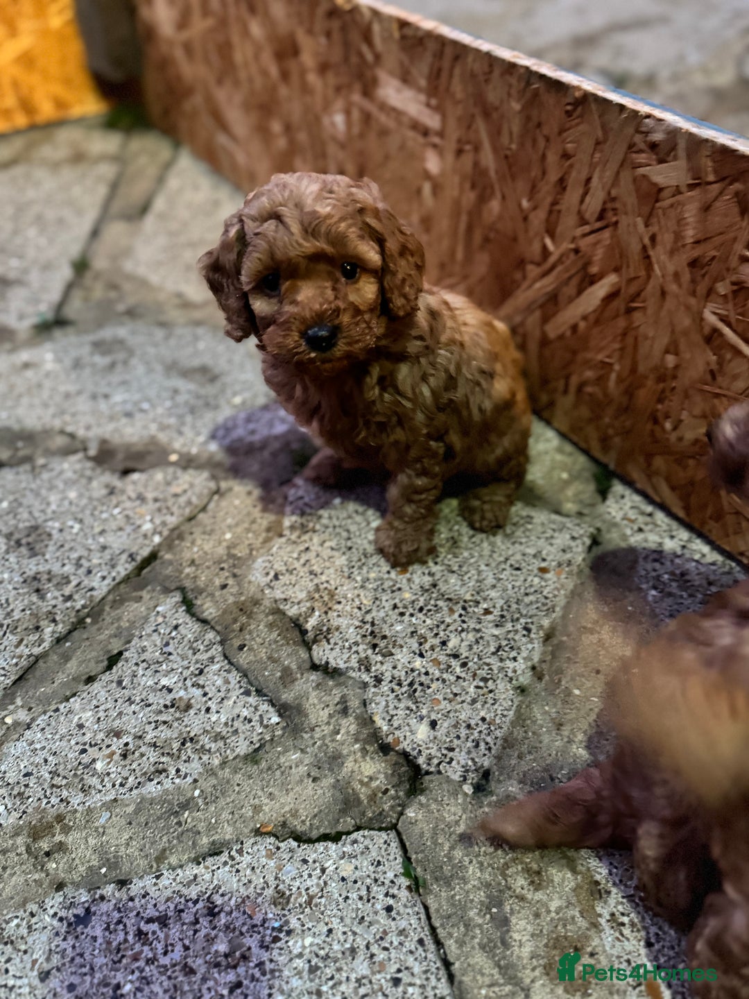 Cockapoo dogs for sale: F1b cockapoo  - Advert 3