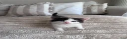 Mixed Breed cats for sale: Ragdoll x tuxedo  - Advert 11