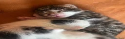Bengal cats for sale: Two Tabby’s girls to go together preferably  in Doncaster - Advert 9