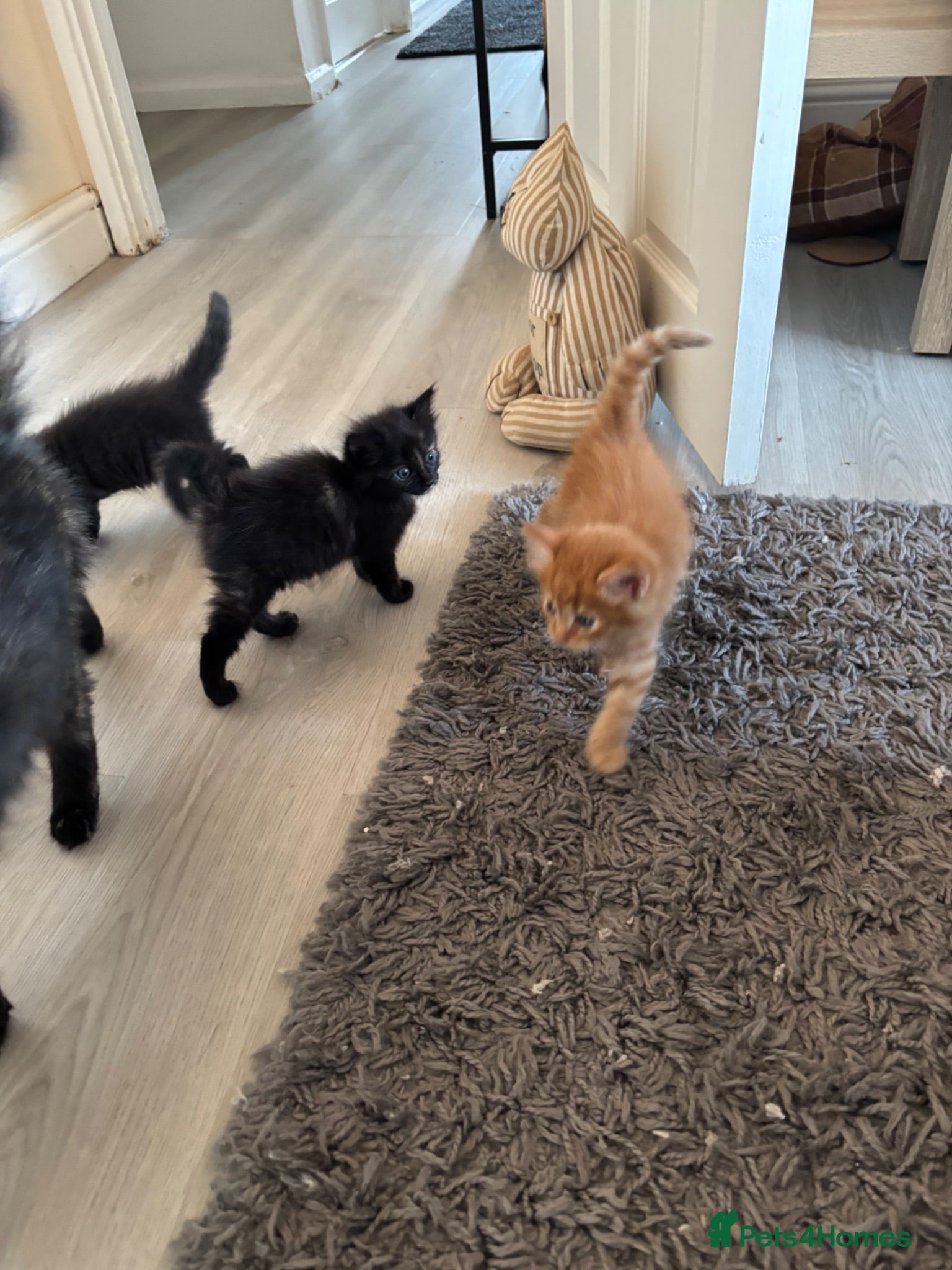 Mixed Breed cats 4 Kittens 3 girls left (ginger boy reserved) - Advert 16