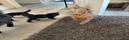 Mixed Breed cats for sale: 4 beautiful kittens 1 ginger boy 3 girls  in Burton-on-Trent - Advert 17