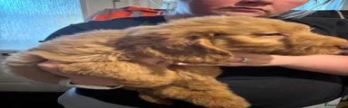Cockapoo 4