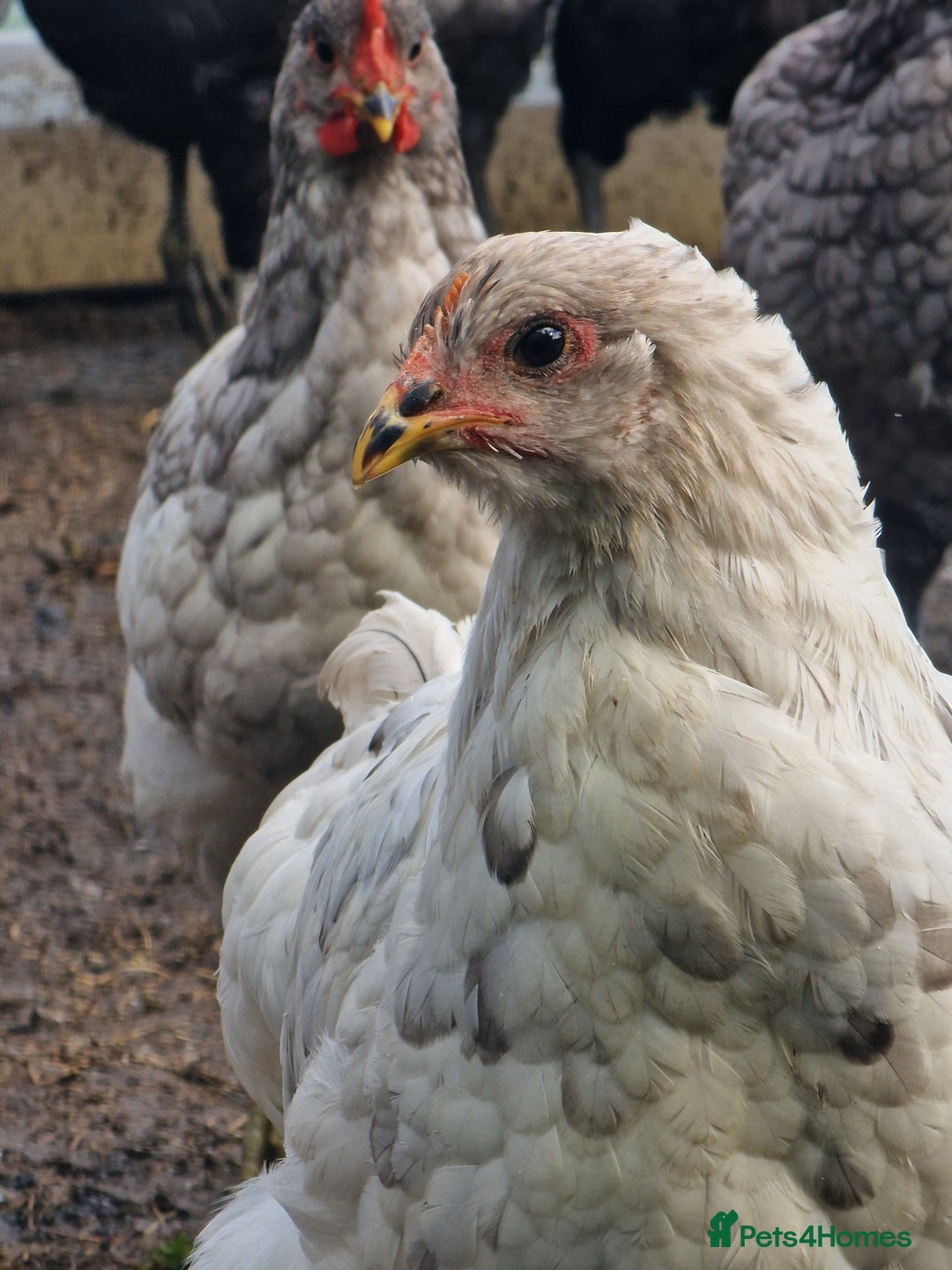 Chickens poultry for sale: Point of Lay hens Jersey Giants, Pekin & Olive egg - Image 2
