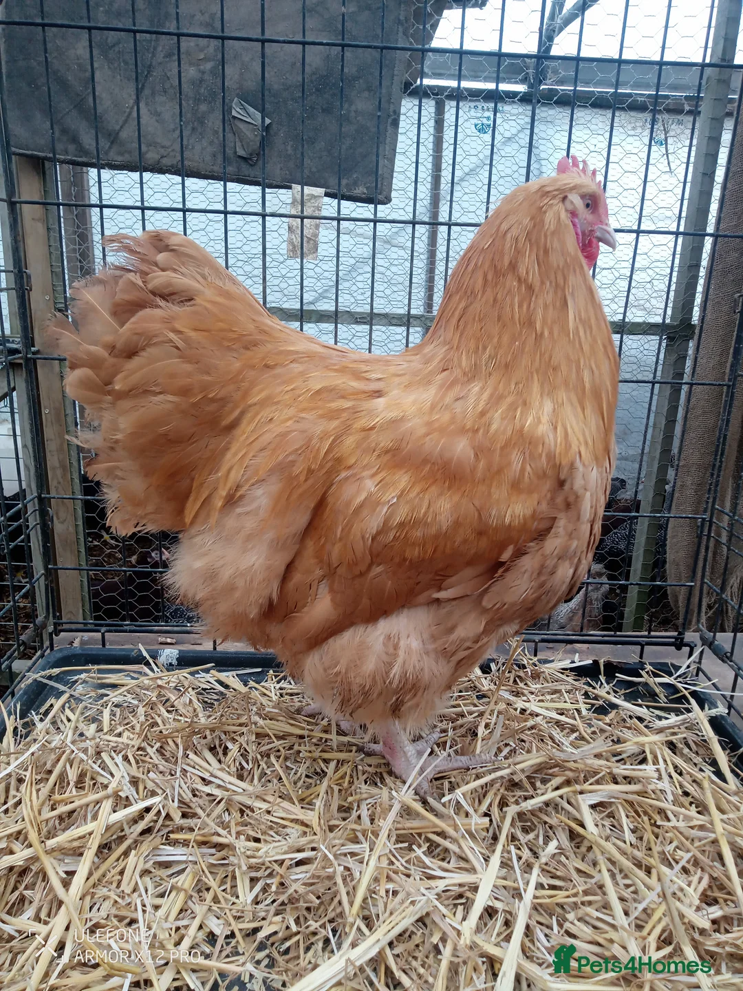 Chickens poultry for sale: Buff Orpington cockerel x2 in Daventry - Advert 4