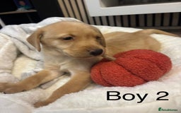 Labrador Retriever dogs for sale: 🐶 Gorgeous Labrador Puppies Ready 20th October 🐶 - Image 4