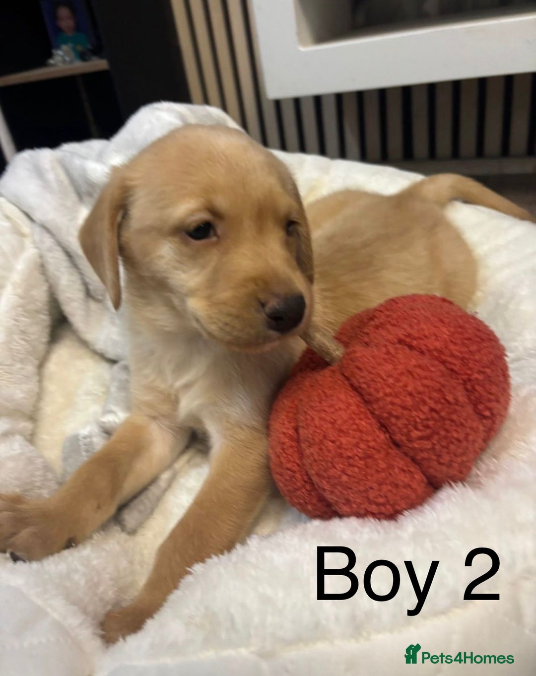 Labrador Retriever dogs for sale: 🐶 Gorgeous Labrador Puppies Ready 20th October 🐶 - Image 4