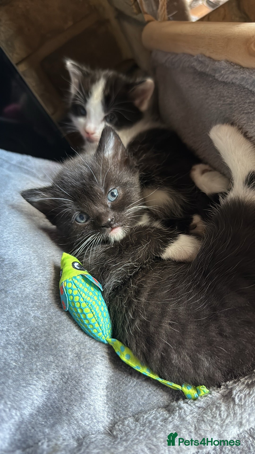 British Shorthair cats for sale: Kittens for sale 2 months old  - Image 3