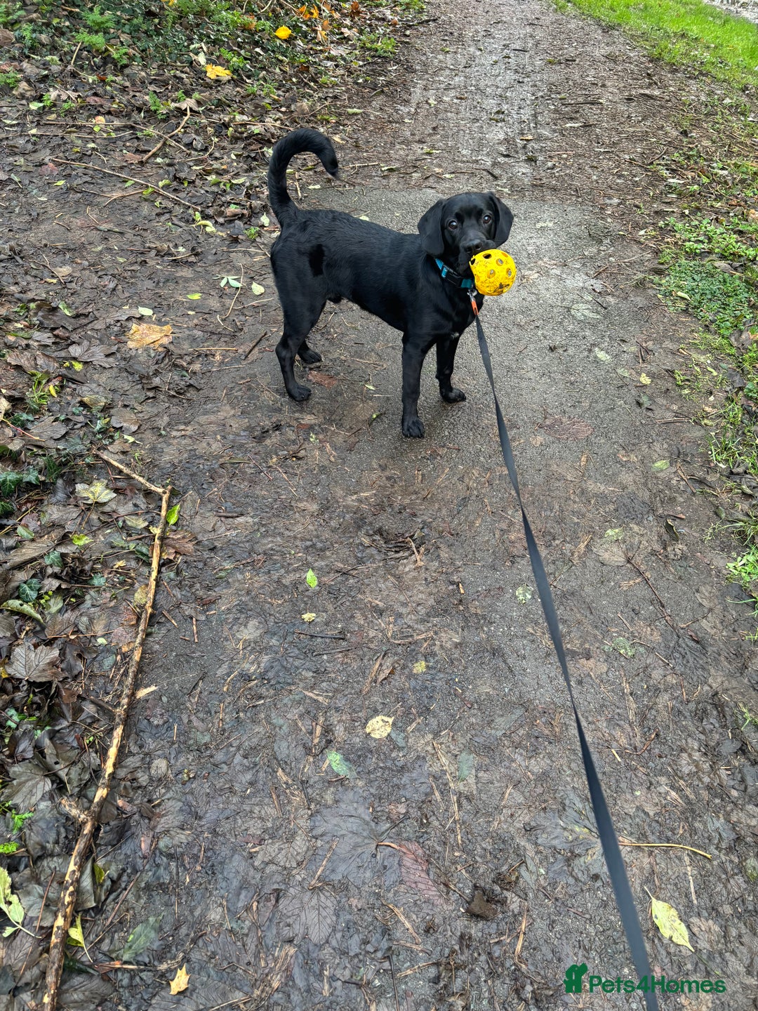 Mixed Breed dogs for sale: Rehoming a 7 Month old labradoodle ❤️ - Advert 7