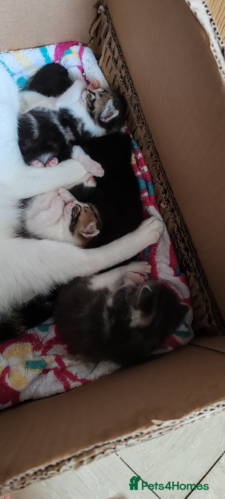 Mixed Breed cats 2 boys and 2 girl kittens  - Advert 1