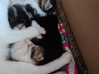 Mixed Breed cats 2 boys and 2 girl kittens - Advert 18