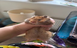 Hamster rodents for sale: Tame Pedigree HAMSTER SALE - ethically bred - Image 11