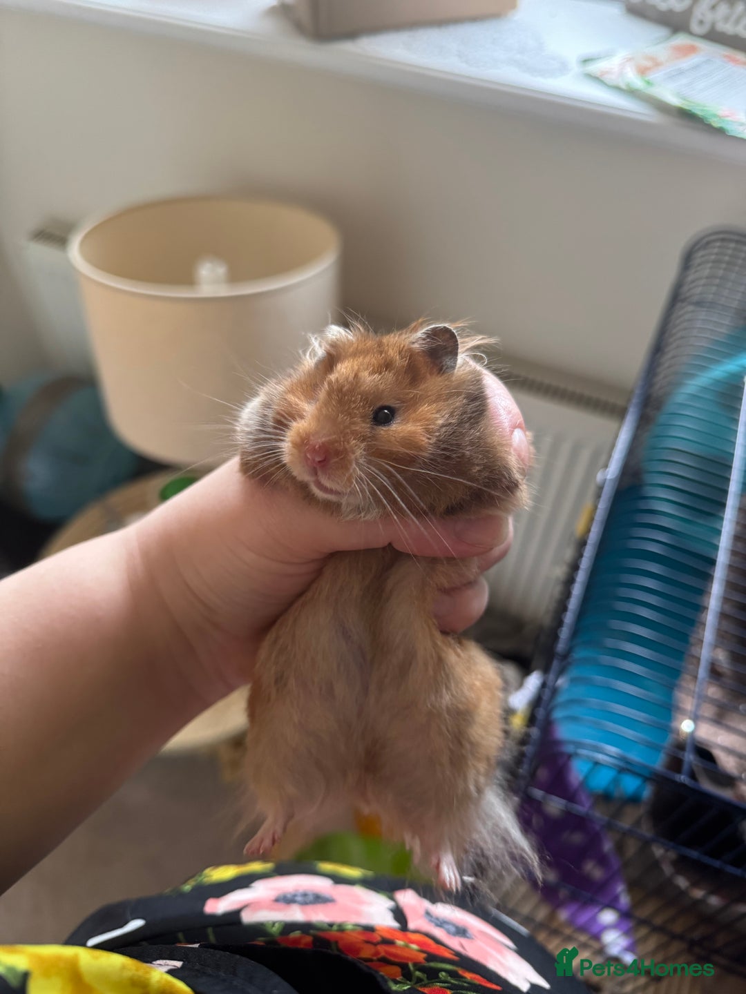 Hamster rodents for sale: Tame Pedigree HAMSTER SALE - ethically bred - Image 11
