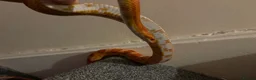 Corn Snake reptiles for sale: Beautiful male corn snake  - Advert 4
