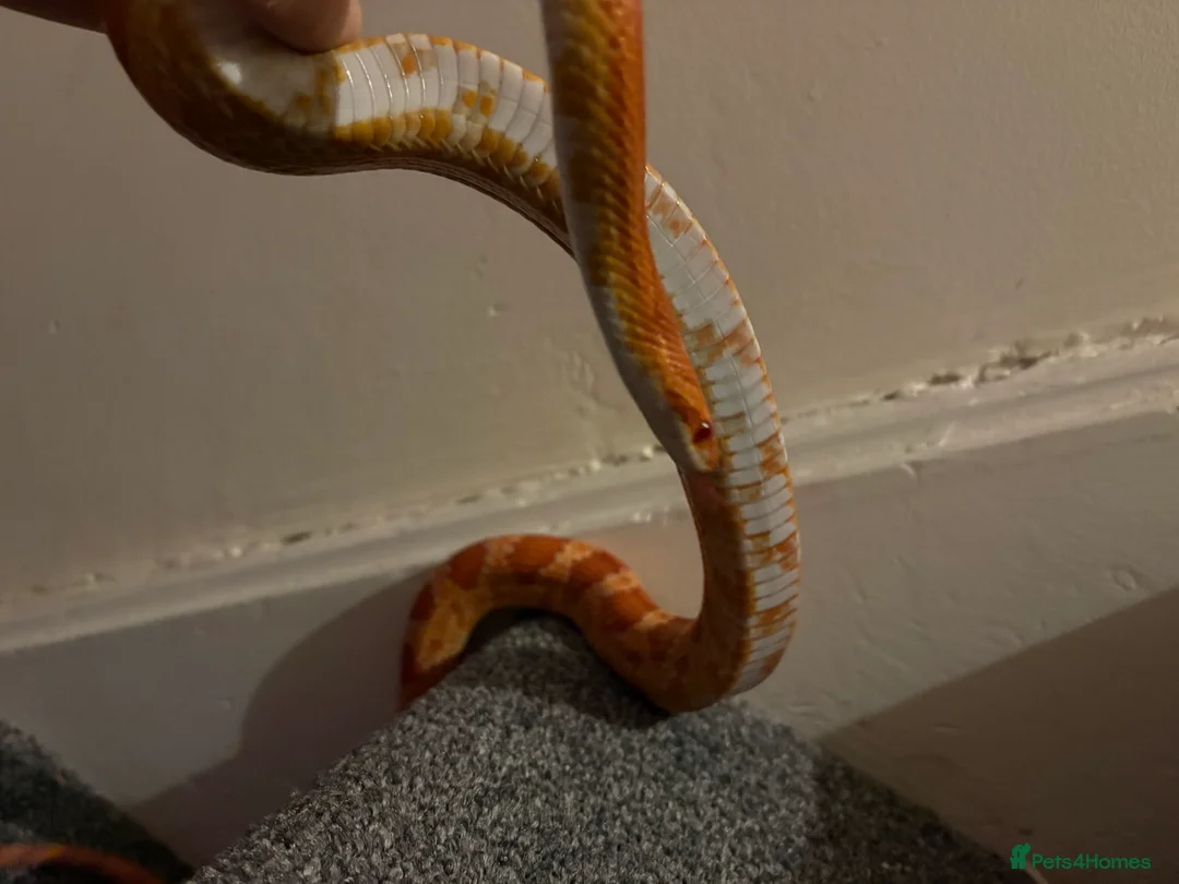 Corn Snake reptiles for sale: Beautiful male corn snake  - Advert 4