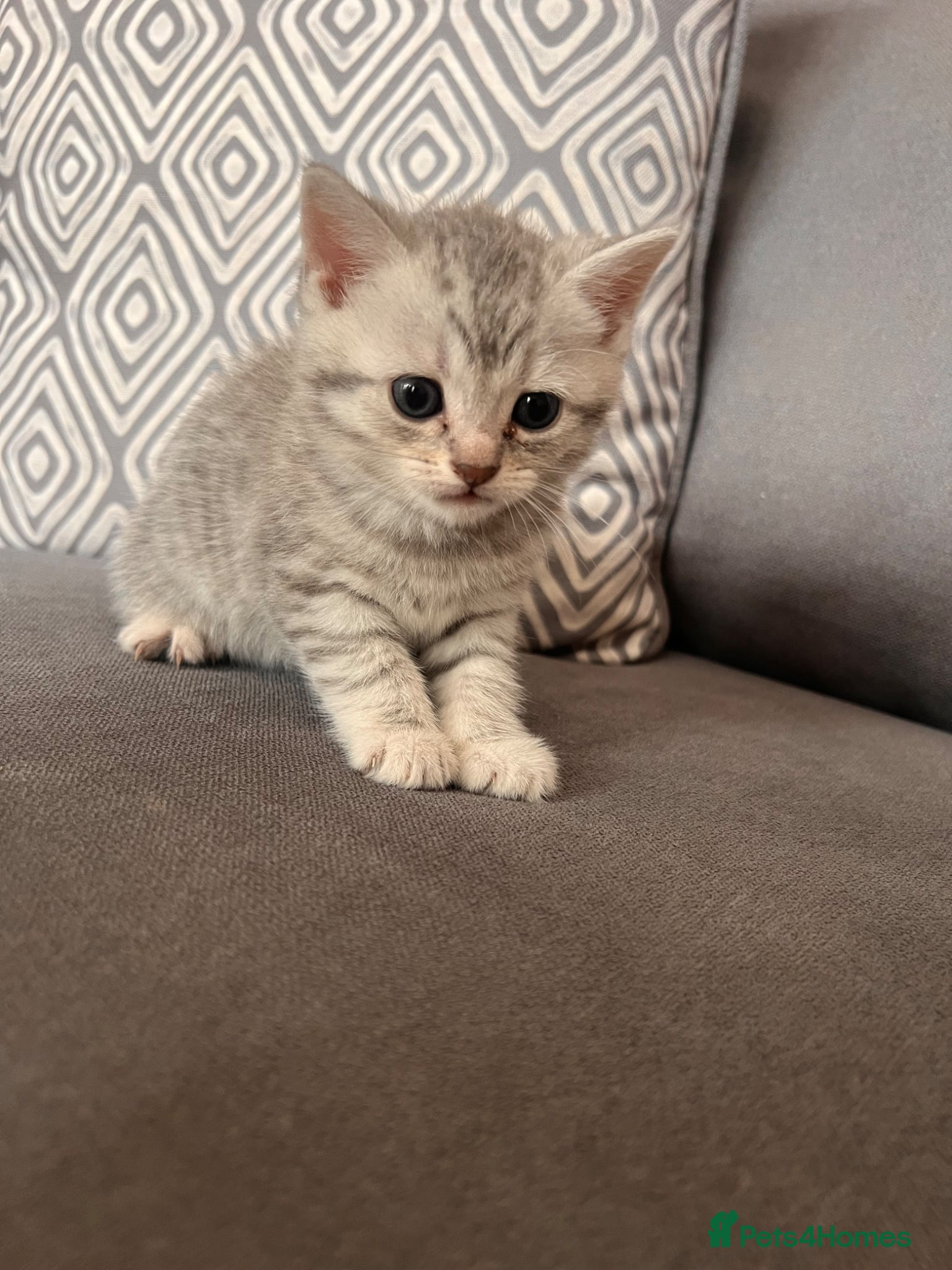Scottish Fold cats for sale: Scottish and brittish kittens in Wigston - Advert 21