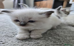 Ragdoll cats for sale: Stunning Ragdolls (ready 17th August) in Bristol - Image 2