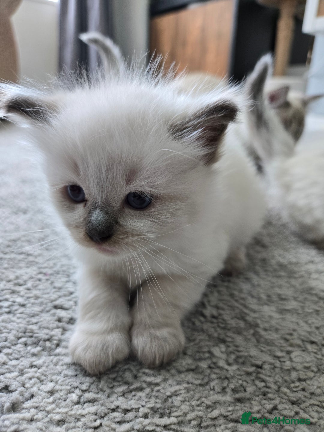 Ragdoll cats for sale: Stunning Ragdolls (ready 17th August) in Bristol - Image 2