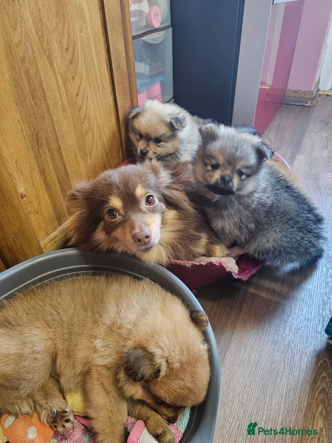 Pomeranian dogs for sale: 4 baby pomeranians for sale - Advert 16