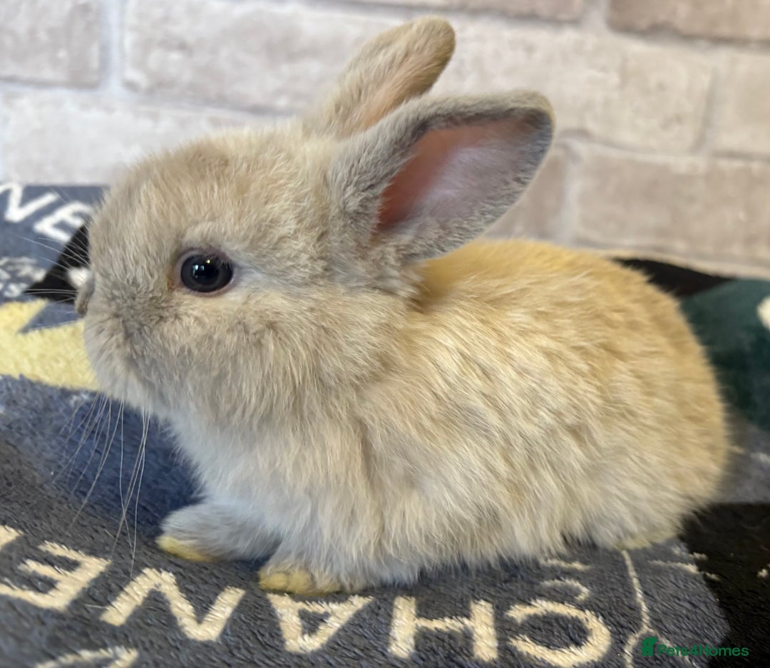 Mini Lop rabbits for sale: Two different litters of rabbits - Image 10