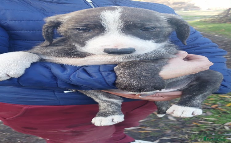 Mixed Breed dogs Puppies 10 weeks Macedonian rescues  - Advert 1