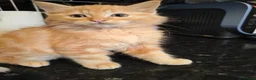 Ragdoll cats for sale: Ragdoll cross kittens long haired stunning litter  in Nottingham - Advert 6