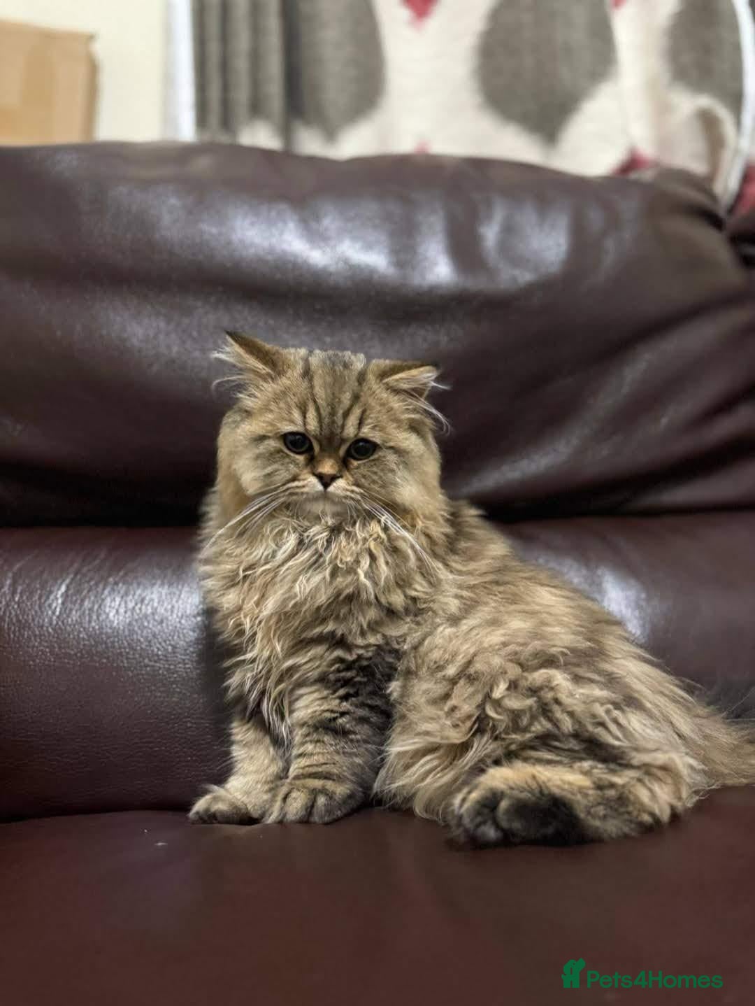Mixed Breed cats Persian and British Longhair haired mix  - Advert 4