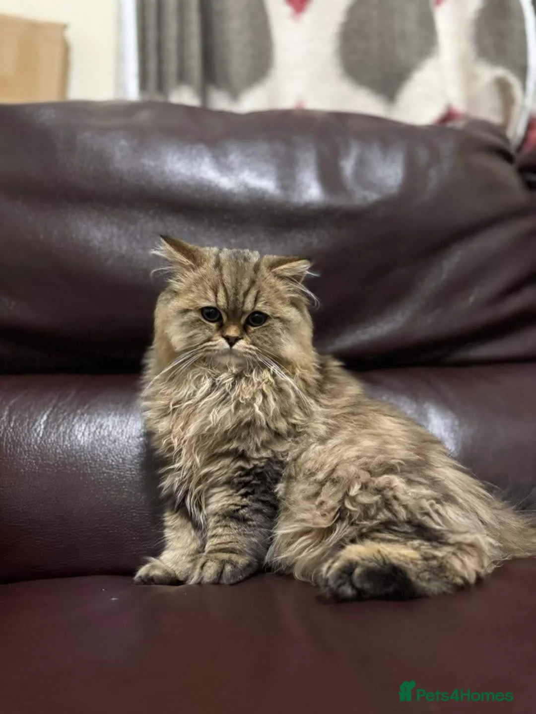 Mixed Breed cats for sale: Persian and British Longhair haired mix  - Advert 1