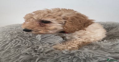 Cockapoo dogs - Advert 3