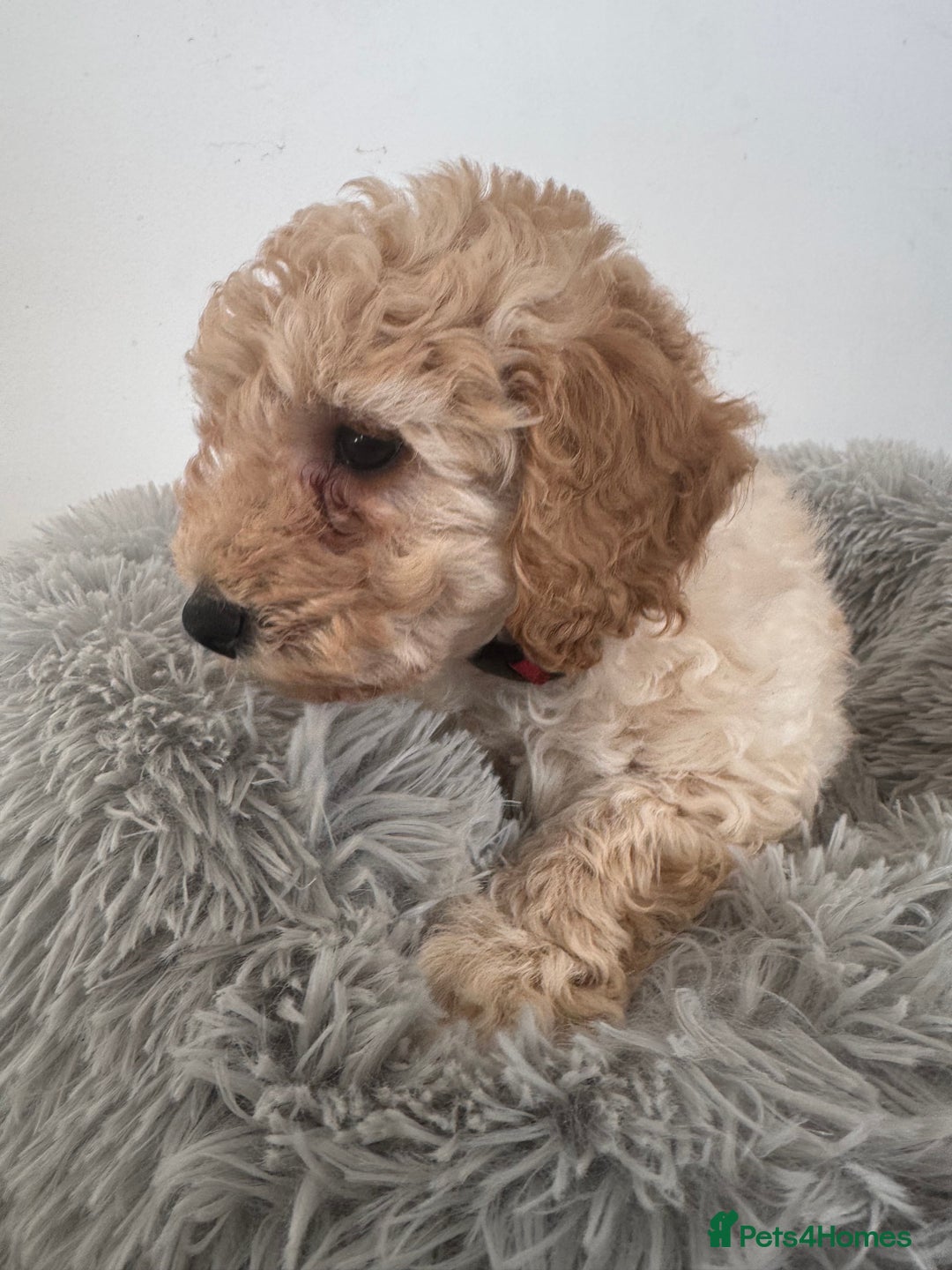 Cockapoo dogs for sale: Beautiful F1b Cockapoos  - Image 3