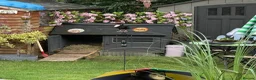 Tortoise reptiles for sale: Leopard tortoise NOW SOLD - Advert 5