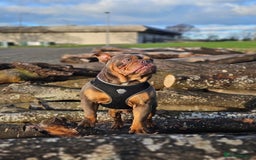 English Bulldog dogs for sale: Rocco the English Bulldog - Image 1