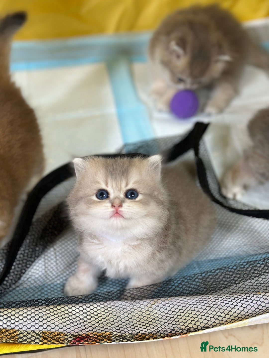 British Longhair cats for sale: Blue golden shaded of the world 🏆's offspring - Image 9