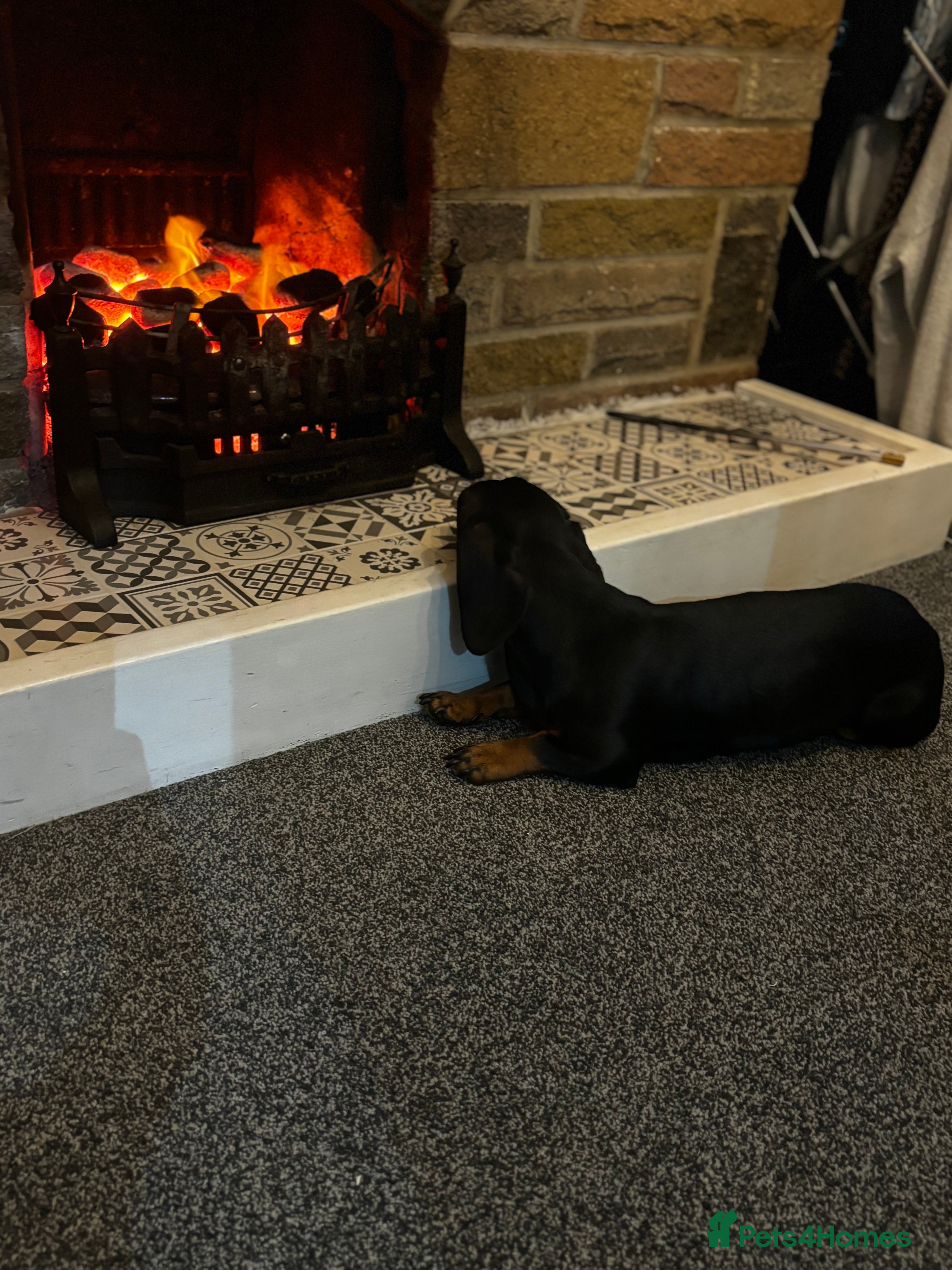 Miniature Dachshund dogs READY TO GO-Betsy age 2 - Advert 13