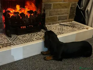 Miniature Dachshund dogs READY TO GO-Betsy age 2 - Advert 13