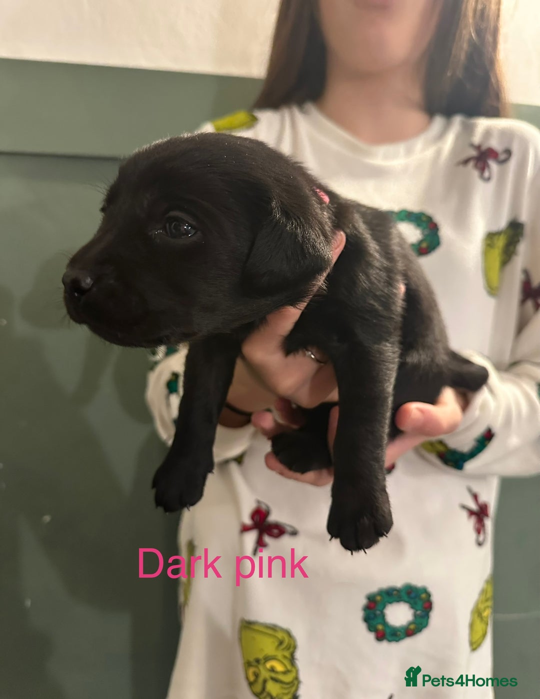 Labrador Retriever dogs for sale: Beautiful Labrador puppies - Advert 2