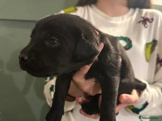 Labrador Retriever dogs Beautiful Labrador puppies - Advert 8