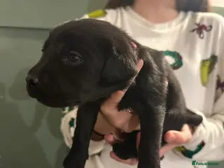 Labrador Retriever dogs 6 beautiful lab Puppies left - Advert 15