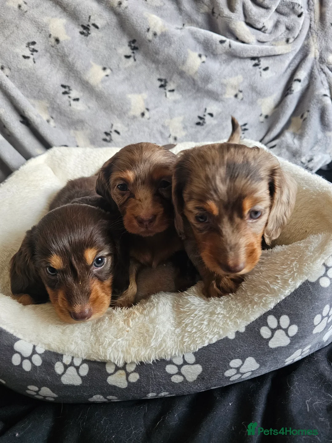 Miniature Dachshund dogs for sale: 3 beautiful longhaired miniture fur babies - Advert 2