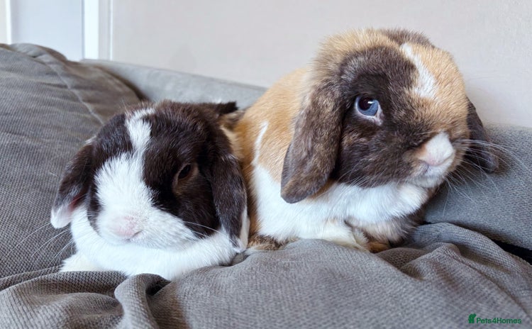 Mini Lop rabbits - Advert 5