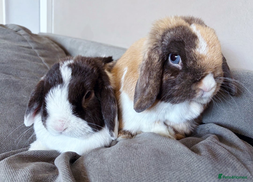 Mini Lop rabbits for sale: 🤎 Autumn & Freddo 🤎  - Image 1
